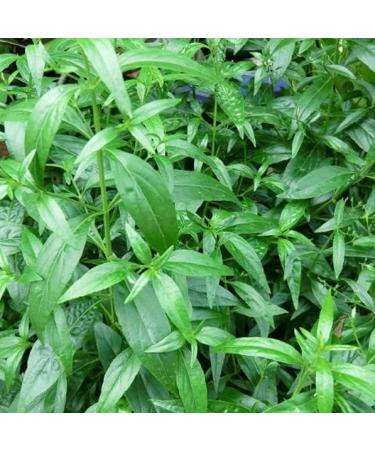 Buy PHOYOK Thai Herbal Balm 50g - Soothing Herbal Relief for Pain & Discomfort | Fast International Shipping - Buy Online on GoSupps.com