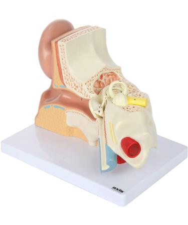 Human Ear Model 5 Times Natural Size Pattern with 3 Parts Illustrating Ear Main Ear Beings Ear Cleaner Internal Ear - Buy Online on GoSupps.com