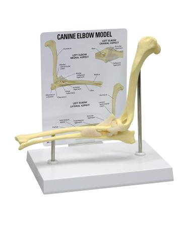 Canine Elbow Joint Model Dog Elbow Joint Model Animal Body Anatomy Replica of Normal Dog Elbow for Veterinary Office Educational Tool