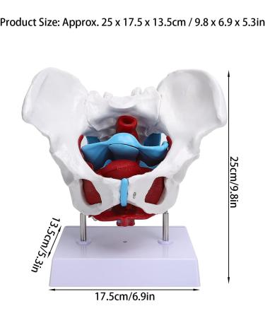Teaching Pelvic Model Pelvis Model Durable Honest And Reliable Exquisite Craftsmanship for Home for Tearcher - Buy Online on GoSupps.com