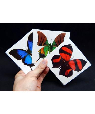 12 Sheets Large Butterfly Temporary Tattoos by Butterfly Utopia - 12 Count Pack - Buy Online on GoSupps.com