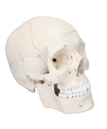 Life Size Human Head Skull Anatomical Model Upgraded Removable Human Adult Skull Head Bone Mold Anatomical Replica for Student Study Course Educational Study