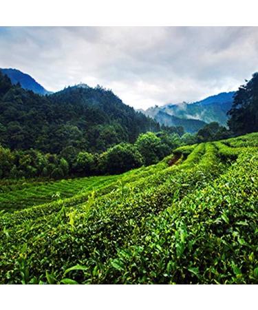 250g (0.55LB) Taiwan Oolong th th Vert chinois Wu long th Green Food th oolong th th vert - Buy Online on GoSupps.com