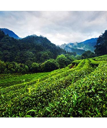 Oolong Tea 250g | Organic Tieguanyin Green Tea | Health Benefits | Premium Chinese Green Food - Buy Online on GoSupps.com