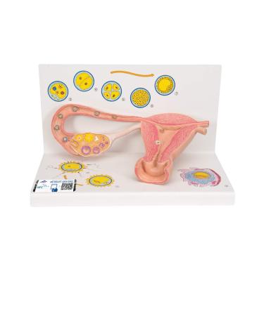 3B Scientific L01 Stages of Fertilization and of The Embryo 2-Times Magnification 13.8-Inchx8.3-Inchx7.9-Inch