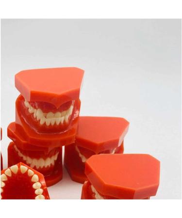 Teeth Educational Model - Orthodontic Classification & Lesson Model for Dental Training | International Shipping Available - Buy Online on GoSupps.com