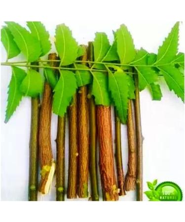 OMC Natural Neem Chew Sticks (Pack of 5) - Organic Neem Datun Toothbrush | 6 Inch Neem Tree Twigs for Teeth Brushing, Bad Breath, Toothache Relief - Buy Online on GoSupps.com