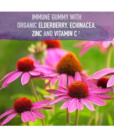 Garden of Life Organics Kids Immune Bundle Elderberry Immune Support Gummies (120 Count) + Certified Organic Kids Multivitamin Gummies Non-GMO Gluten Free Cherry (120 Count) Elderberry Gummies + Kids Gummy Vitamins - Buy Online on GoSupps.com