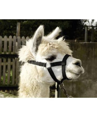 Kerbl Adjustable halter for alpaca red - Buy Online on GoSupps.com