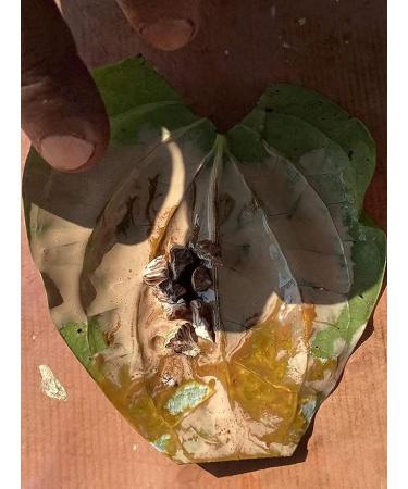 Generic Sabut Kattha 50 GM Dry Catechu for Paan White Kattha Nautral - Buy Online on GoSupps.com