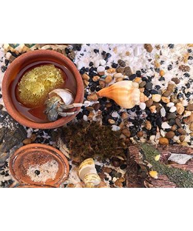 Constantia Pets Hermit Crab Real Sea Sponges - 5 Pack | Nutrient-Rich & Safer Drinking | Maintain Habitat Tank Humidity - Buy Online on GoSupps.com