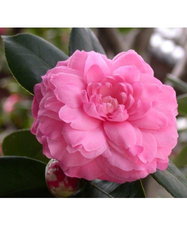 Sweet Essentials Organic Camellia Seed Oil - 100% Pure & Organic Japanese Beauty Oil for Hair & Skin - 4oz Bottle - Buy Online on GoSupps.com