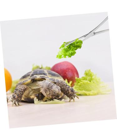 VILLFUL Reptile Feeding Clip Snake Tongs Bearded Dragon Feeding Tongs Silver Stainless Steel - Buy Online on GoSupps.com