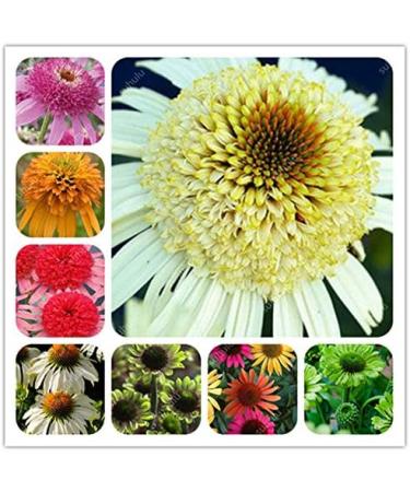 Fresh SEEDS 100pcs Echinacea Purpurea Flowers for Planting Mixed 1 - Buy Online on GoSupps.com