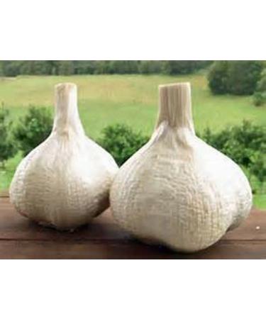 Organic Elephant Garlic - 2 Huge Bulbs for Planting, Eating, or Cooking | Non GMO & Mild Taste - Buy Online on GoSupps.com