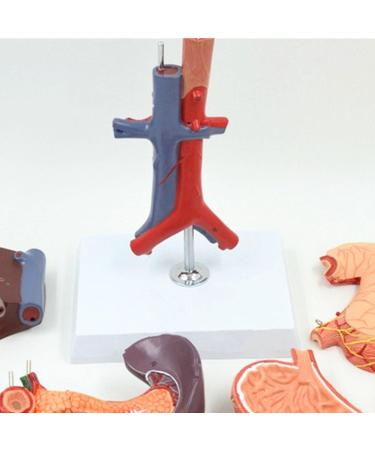 JUJNE Human Stomach Liver Gallbladder Pancreas Duodenum Model -Anatomy Digestive System Organ 6 Parts Liver Gallbladder Pancreas Spleen and Stomach Model - Buy Online on GoSupps.com