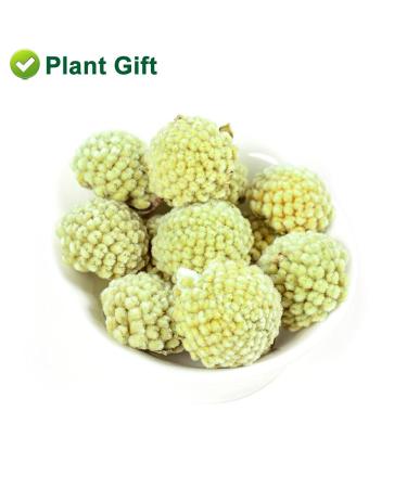 Organic Dried Scindapsus Aureus Flower - 50g | Green Roman Flower for Crafting Soaps & Candles | Non-Gento Herbal Decor - Buy Online on GoSupps.com