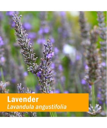 Herb Pharm Organic Lavender Flower Liquid Extract - Calming Nervous System Support - 1 Fl Oz - Buy Online on GoSupps.com