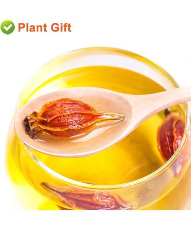 100% Dried Gardenia Fruit 3.52oz/100g de gard nia Le connaisseur Gardenia sec Gardenia Tea tisane naturelle sans additifs sans soufre herbes chinoises | Cape jasmin - Buy Online on GoSupps.com