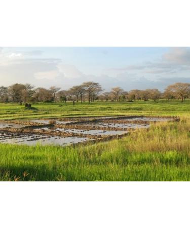 Lais Puzzle A landscape near Diouloulou with rice cultivation in the Casamance region Senegal 500 pieces - Buy Online on GoSupps.com