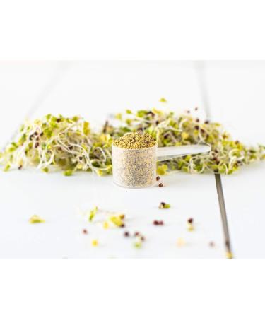 KOYAH Broccoli Sprout Powder - 4.3 Oz. - Buy Online on GoSupps.com