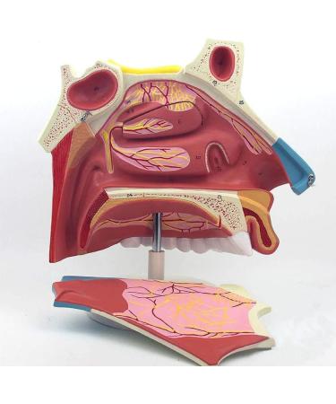 3 Times Anatomical Model of Nasal Cavity Showing Nasal Bone and Cartilage Section of Nasal Fronta and The Jaw are Represented - Buy Online on GoSupps.com