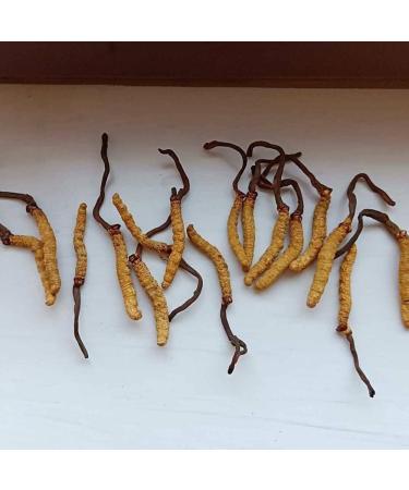 Ayachang Cordyceps Sichuan Dong Chong Xia Cao Affordable Winter Wormwood from Sichuan for Everyday Wellness (5g) 0.18 Ounce (Pack of 1) - Buy Online on GoSupps.com