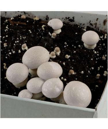 Radish and Nasturtium - Grow Kit - White Paris Mushrooms - 7.5L - Buy Online on GoSupps.com
