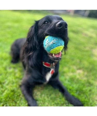 SPORTSPET Tennis Balls for Dogs - Extra Bouncy - Non Toxic - Durable - Long Lasting - Floats (Squeak Tennis Balls (12 Pack)) - P/T/A - Buy Online on GoSupps.com
