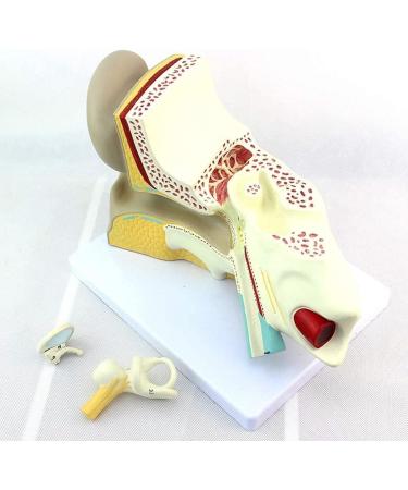 Body Model Ear Anatomy Model Anatomical Human Ear-Neck-Nose-Ear Model Enlarge Training Aid 3-Fold - Buy Online on GoSupps.com