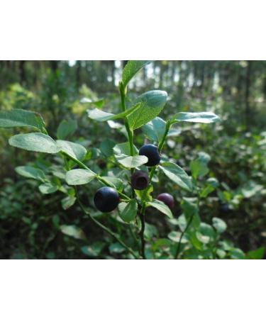 European Blueberry Leaf Tea | Airelle Feuille Tisane | Vaccinium Myrtillus L | Health Embassy (50g) - Buy Online on GoSupps.com