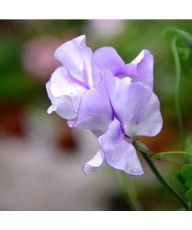 Benoon Sweet Pea Seeds 50pcs/Bag Fast Growing Hardy Plant Seeds Sweet Pea Seeds - Buy Online on GoSupps.com