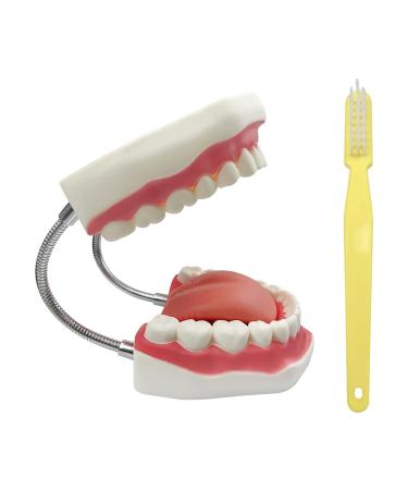 Youya dental 6-fold brushing Teaching model tooth decay Evolution Display tools for lessons and studies (non-removable teeth)) 6-fold teaching model