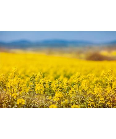  Alba l ALBA L Organic Swedish rapeseed oil in a 2 litre canister in a 2 litre canister for hot and cold cooking (2 litres) - Buy Online on GoSupps.com