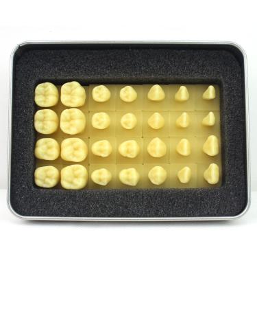 Bative oral dental dental dental model 1.2-fold standard demonstration model for carved teeth for adults enlarged tooth morphology for students who teach and study