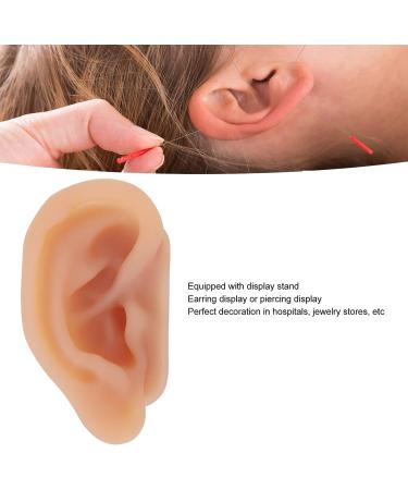 Ear Model Silicone Simulated Ear Model Ear Model with Display Stand Acupuncture Practice Tool for Piercing Display - Buy Online on GoSupps.com