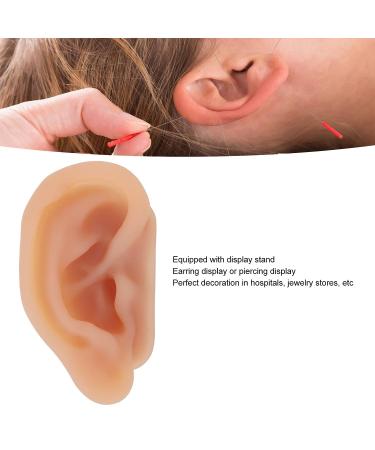 Silicone Human Ear Model with Display Stand - Acupuncture & Piercing Practice Tool - Buy Online on GoSupps.com