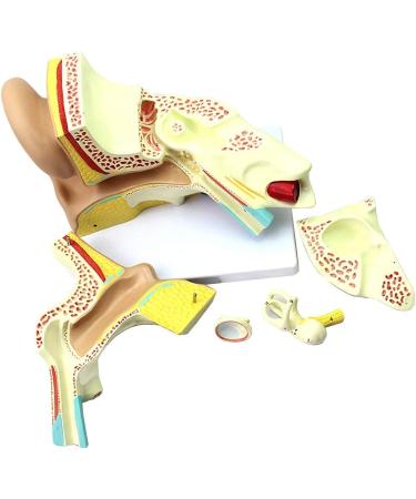 Human Ear Template Outdoor Ear Medium Ear Inner Ear Ear Structure Model Adapted for Teaching - Buy Online on GoSupps.com