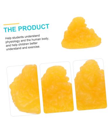 PartyKindom 2pcs Fat Model Models Human Fatty Tissue Demonstration Display 1-Pound Fat Replica Base - Buy Online on GoSupps.com
