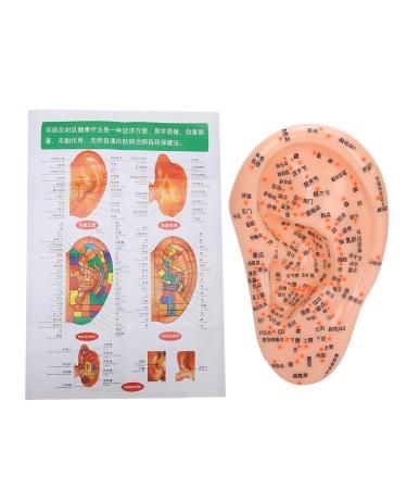 Human ear acupuncture model with acupuncture points ear massage model