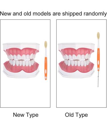 Tooth Model with Toothbrush - Standard Dental Cavity Demonstration for Oral Hygiene Education | Perfect for Hospitals & Kindergartens - International Shipping - Buy Online on GoSupps.com