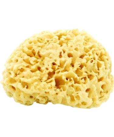 Natural Sea Sponge by AfterSpa Beauty - Gentle Exfoliation for All Skin Types, Promoting Clean and Radiant Skin - Buy Online on GoSupps.com