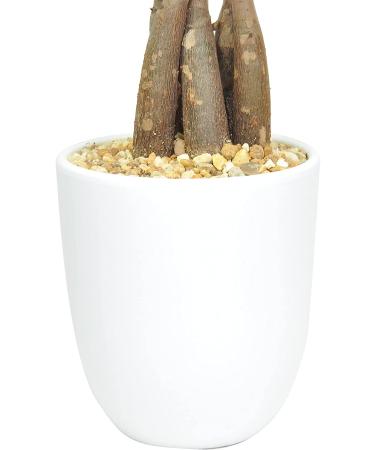 Costa Farms Money Tree Pachira in Premium Ceramic Planter - 16 Tall - Gift Medium Money Tree Planter - Buy Online on GoSupps.com