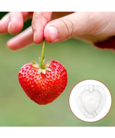SUPVOX 15 Pcs Fruit Shaping Vegetables Growth Molds Vegetable Growing Molds Watermelon Heart-Shaped 4.5x4cmx3pcs Whitex3pcs - Buy Online on GoSupps.com