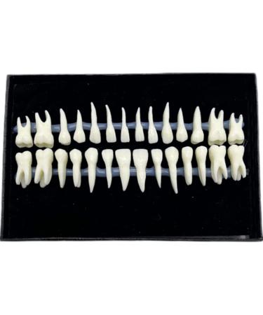 1 Box Dental Model Teeth Model 1: 1 Full Mouth 28pcs Monochrome Permanent Adult Tooth Model