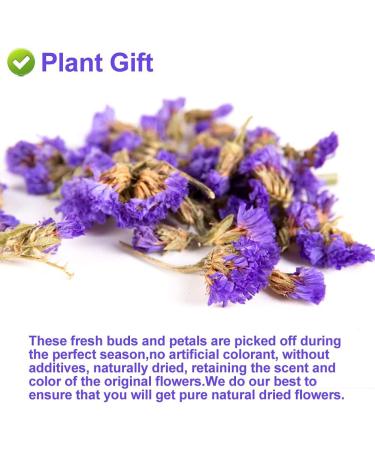 PlantGift Don't Forget Me Flower/Forget-me-not Flower Tea 30G/1oz Dried Myosotis Sylvatica Flower Potpourris Flowers DIY Candle Making Wedding Decoration - Buy Online on GoSupps.com