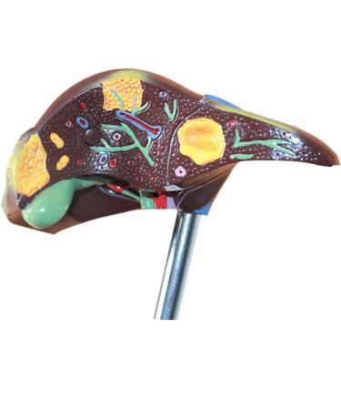 Liver Anatomy Model Human Liver Disease Model Liver Fat/Cirrhosis/Pathological Hepatobiliary Disease Model Medical Education and Training Auxiliary Human Organ Anatomical Model - Buy Online on GoSupps.com