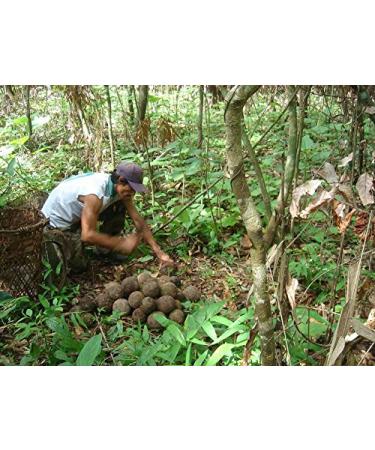 Buy Organic Brazil Nuts - Wild Growth from the Amazon | Naturkost Schulz (500g) - Premium International Shipping - Buy Online on GoSupps.com