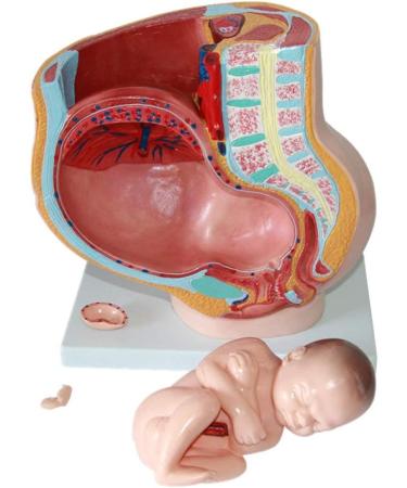 Female Pelvic Pattern with Nine-Month fetal Model. Suitable - Buy Online on GoSupps.com