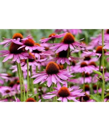 Hua Xian Zi Echinacea Purple Flower Seeds - 2000 Coneflower Seeds for International Shipping - Buy Online on GoSupps.com